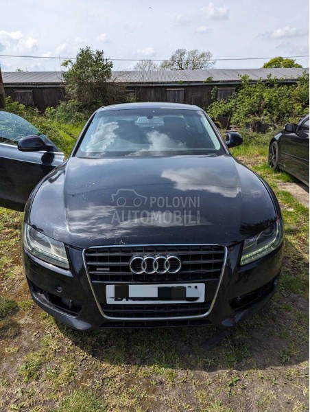 GLAVCINA LEVA -STOZER