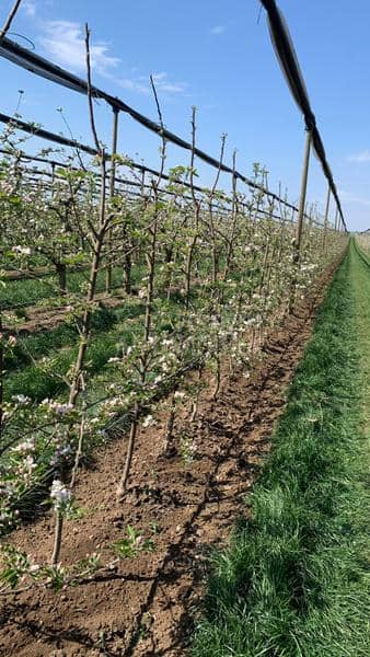 Rinieri psener whs sa nastavcima