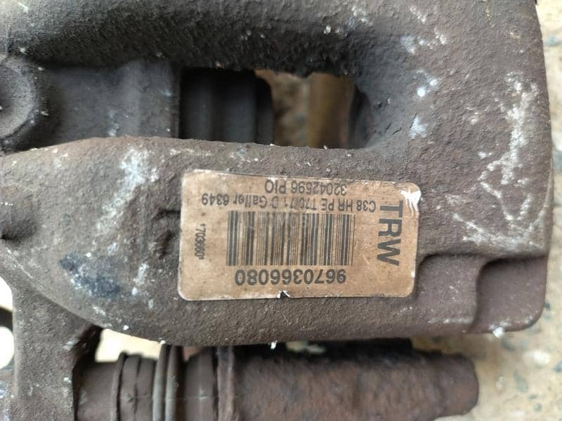 Kociona klesta zadnja