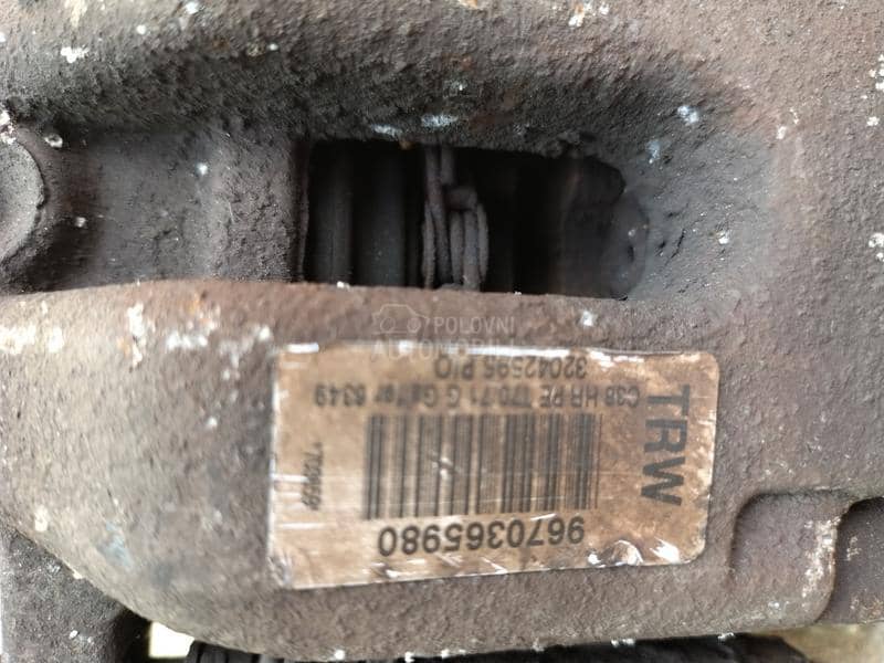 Kociona klesta zadnja