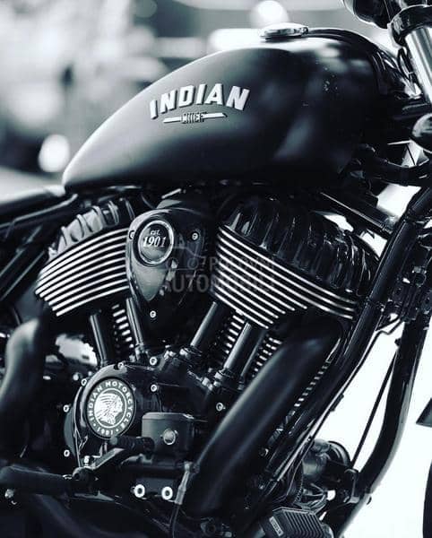 Indian Chief Dark Horse