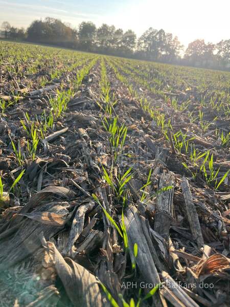 Horizon DSX no till sejalica