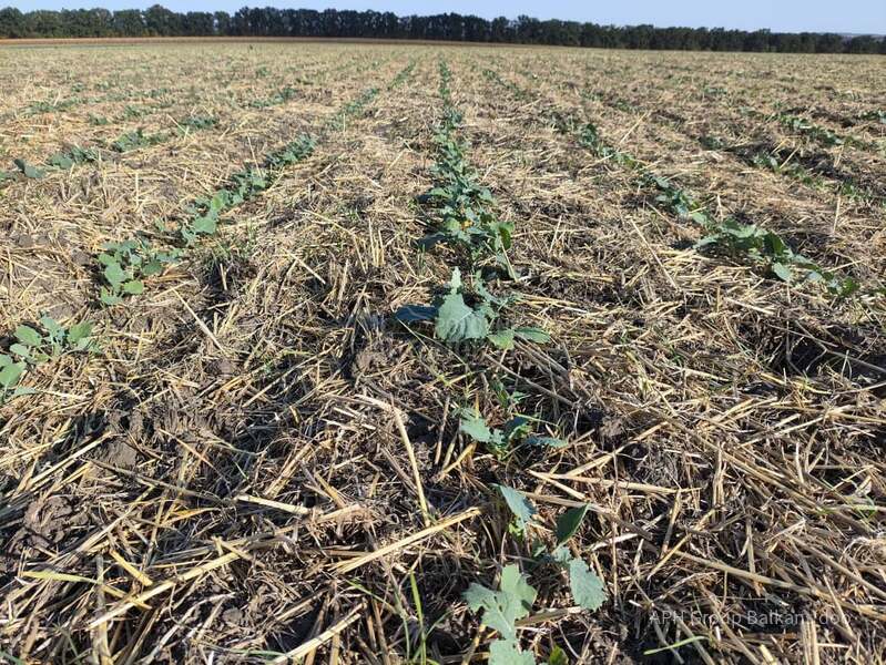 Horizon M DSX no till sejalica
