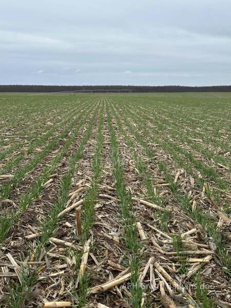 Horizon M DSX no till sejalica