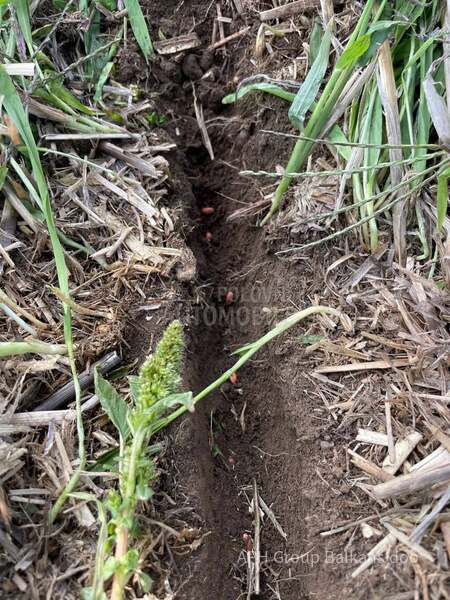 Horizon PPX  no till sejalica