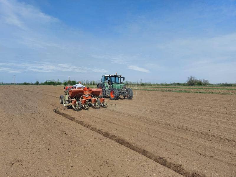 Nodet Pneumassem gougis 2