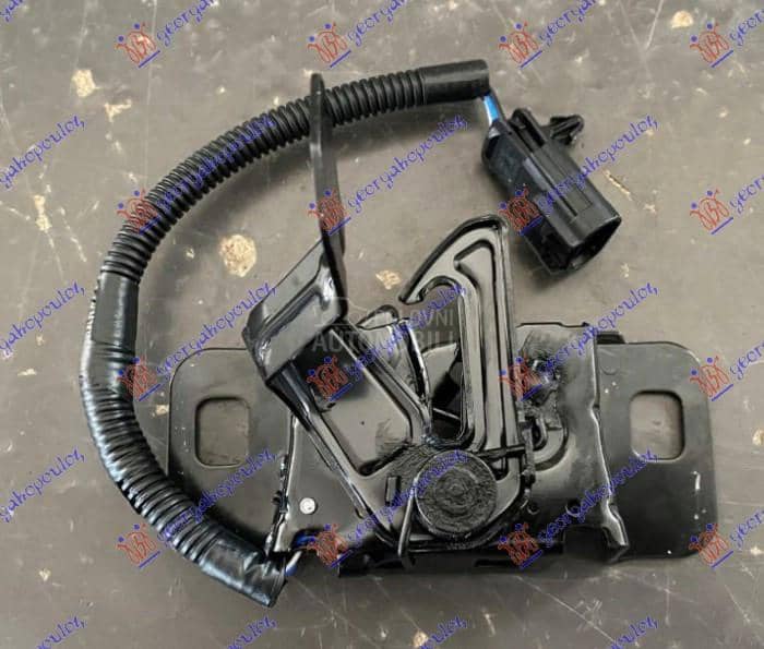 BRAVA HAUBE NA VEZNOM LIMU