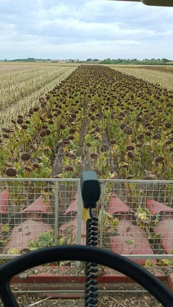 Capello capello Qyasar