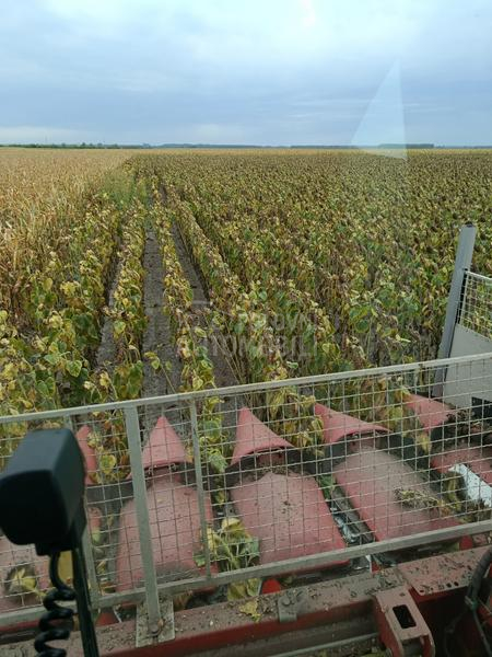 Capello capello Qyasar