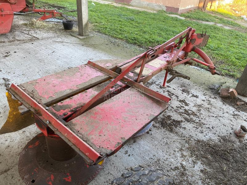 Lisicki kosacica 165