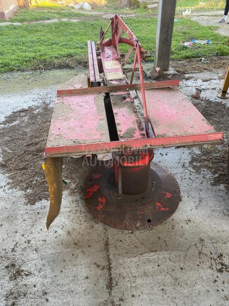 Lisicki kosacica 165