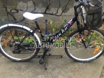 Polar Modesty 260 Crn 