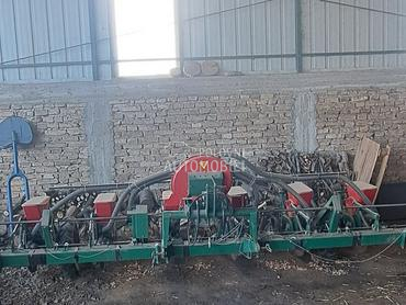 Agria sejalica šestoredna