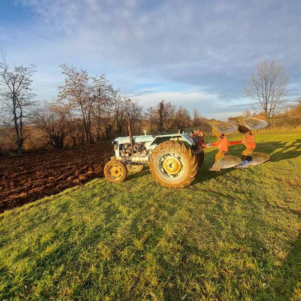 Massey Ferguson 14 coli