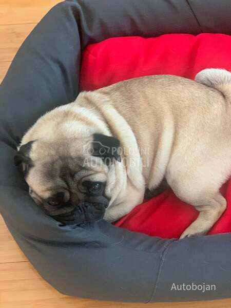 Vesta Akcija light 23 da