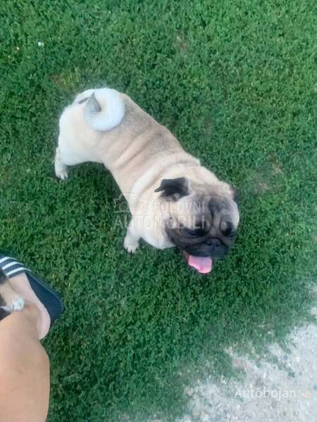 Vesta Akcija light 23 da