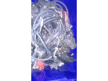 kociona klesta liberty